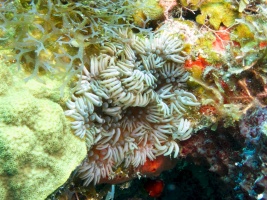 Branching Anemone IMG 3026